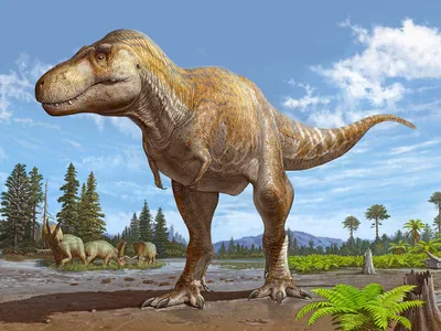An artist&#39;s rendering of the newly identified species, called&nbsp;Tyrannosaurus mcraeensis.&nbsp;The species may be the closest known relative of&nbsp;T. rex.