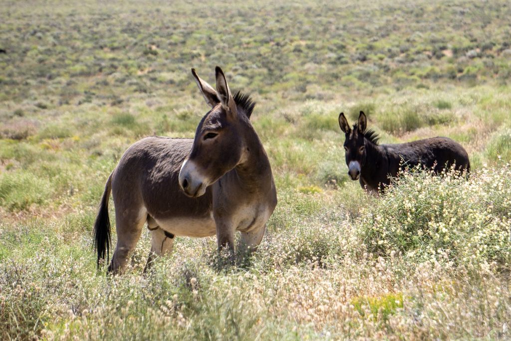 Two donkeys in an open field.