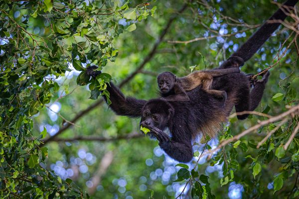 Mom and Baby Howler Monkeys thumbnail