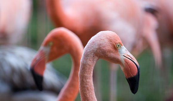 Caribbean flamingos