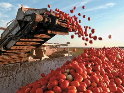 A harvester in California Sacramento Valley gathers tons of Roma tomatoes