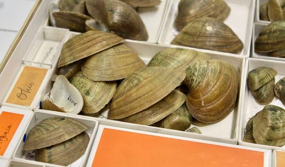 Brown mussel shells sit in a white box with orange paper underneath.