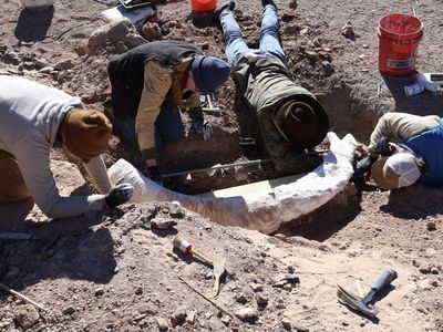 Researchers carefuly wrapped the tusk in strips of&nbsp;plaster-covered burlap for protection.