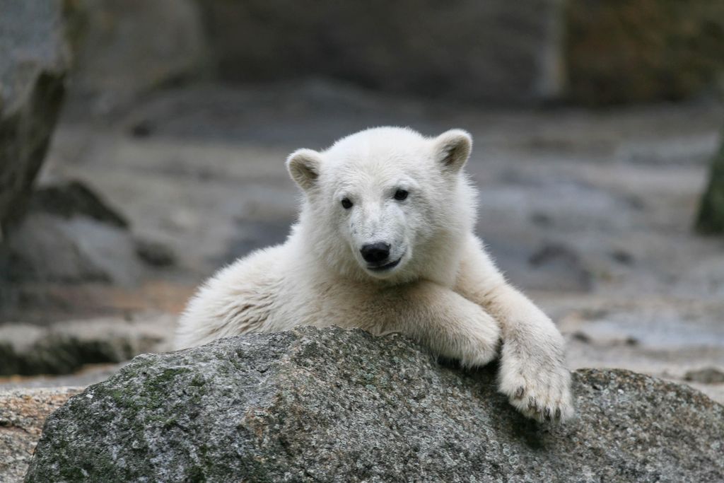 Knut_Copyright-Zoo-Berlin-11_2.jpg