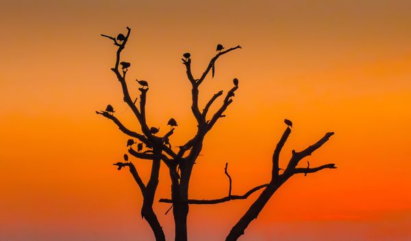 Rarely photographed fowl silhouetted against the setting sun, African Bush thumbnail