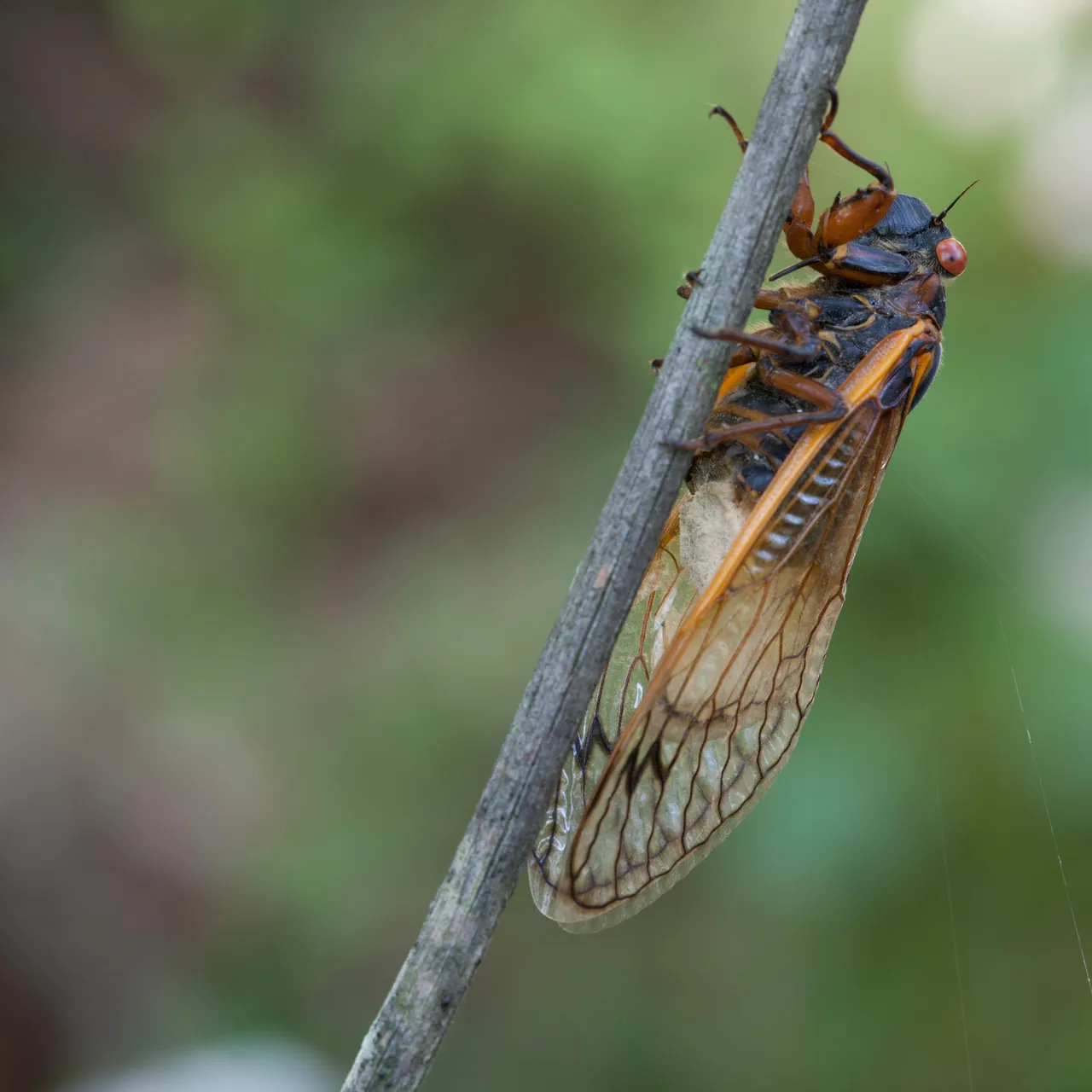 Cicadas Fall Prey to a Psychedelic-Producing Fungus That Makes
