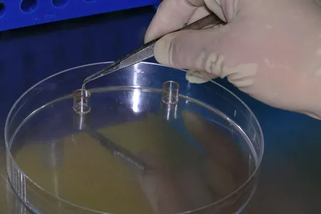 Cloning cell-line colonies using cloning rings