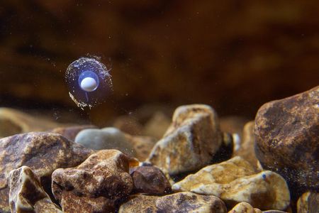 One of the olm eggs laid in January 2016.