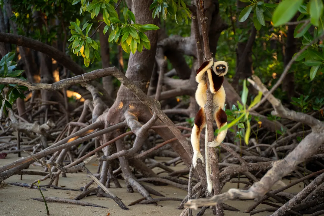 a white lemur with black on its face, neck and limbs climbs vertically in a mangrove forest