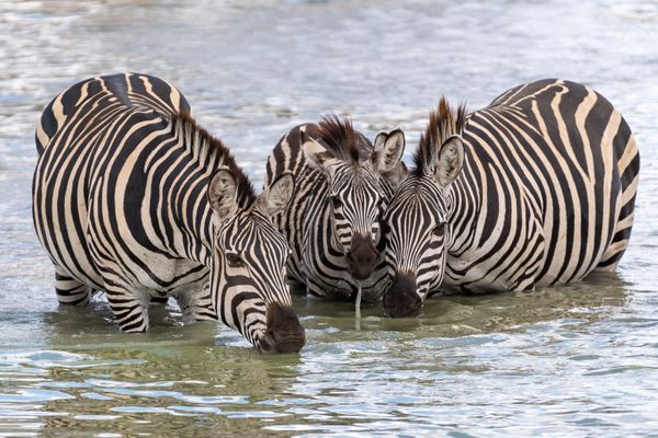 At the Watering Hole thumbnail