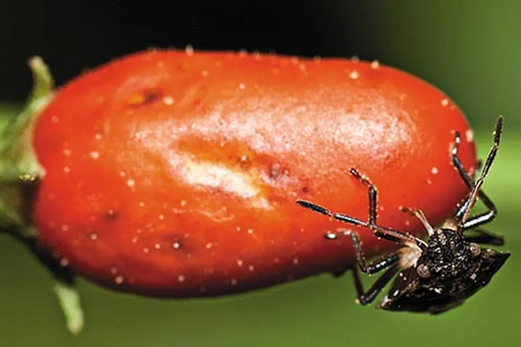 Bug on chili pepper