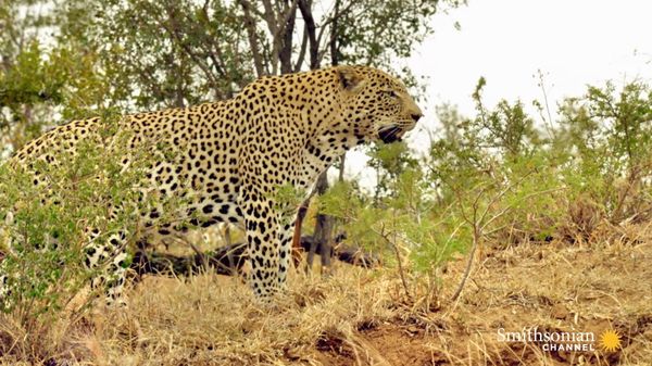 Preview thumbnail for Leopards Treat Marula Trees Like Pantries for Their Kills