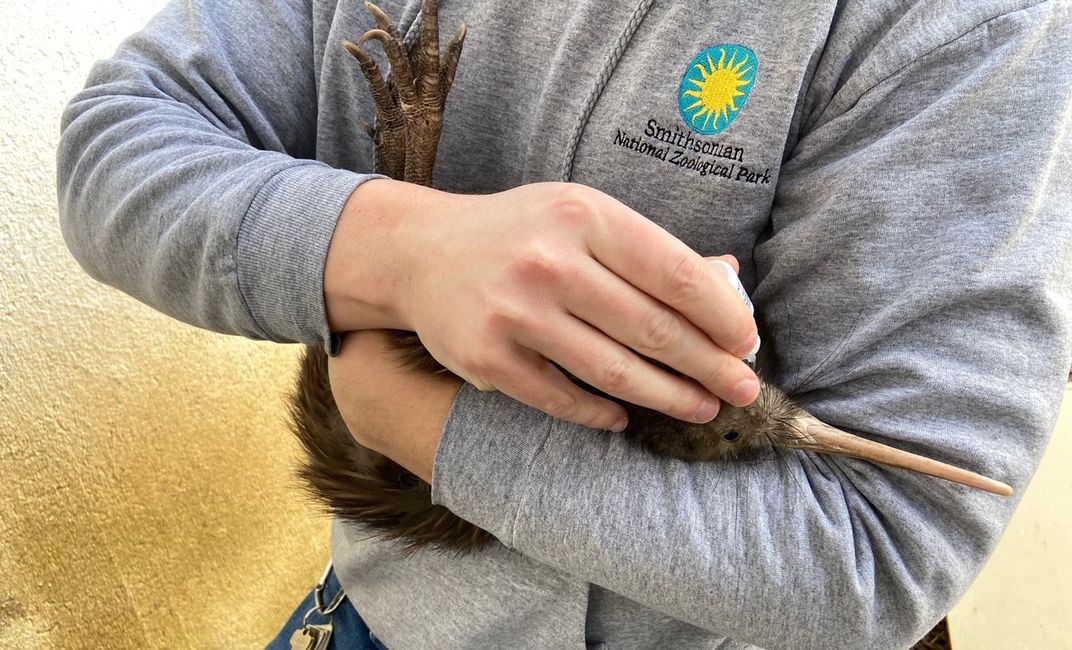 An animal keeper cradles a brown kiwi in his arms and gives the kiwi eye drops