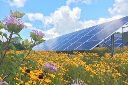 Connexus Energy's SolarWise garden in Ramsey provides habitat for pollinators.