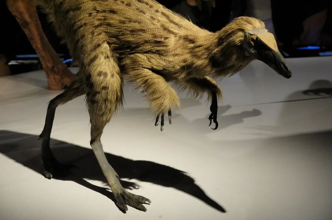 a museum specimen of a small, feathered dinosaur with short forelimbs