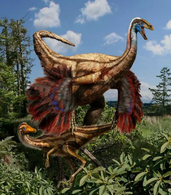 Not only was Ornithomimus feathered, but the dinosaur’s fluffy coat changed as it aged.