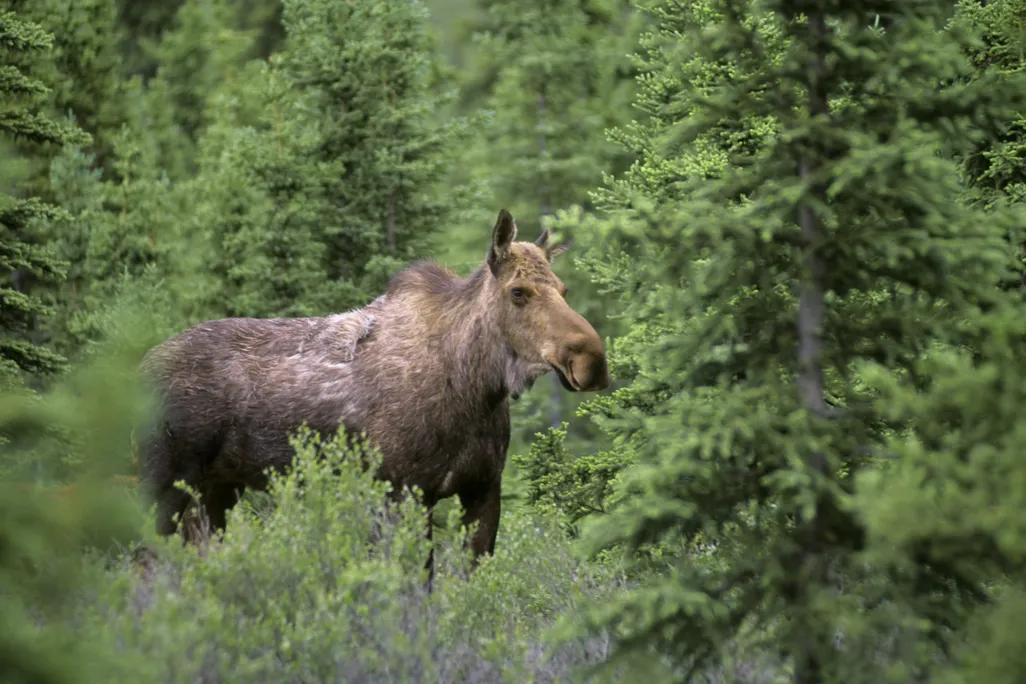 A moose amid trees