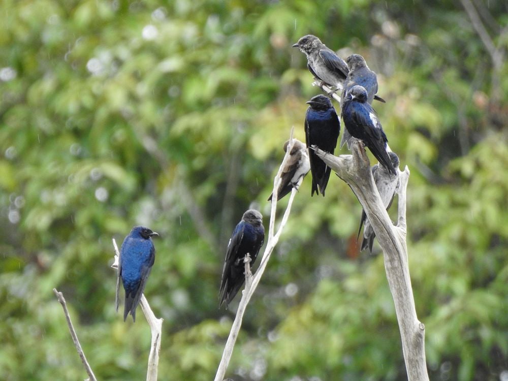 Purple Martins