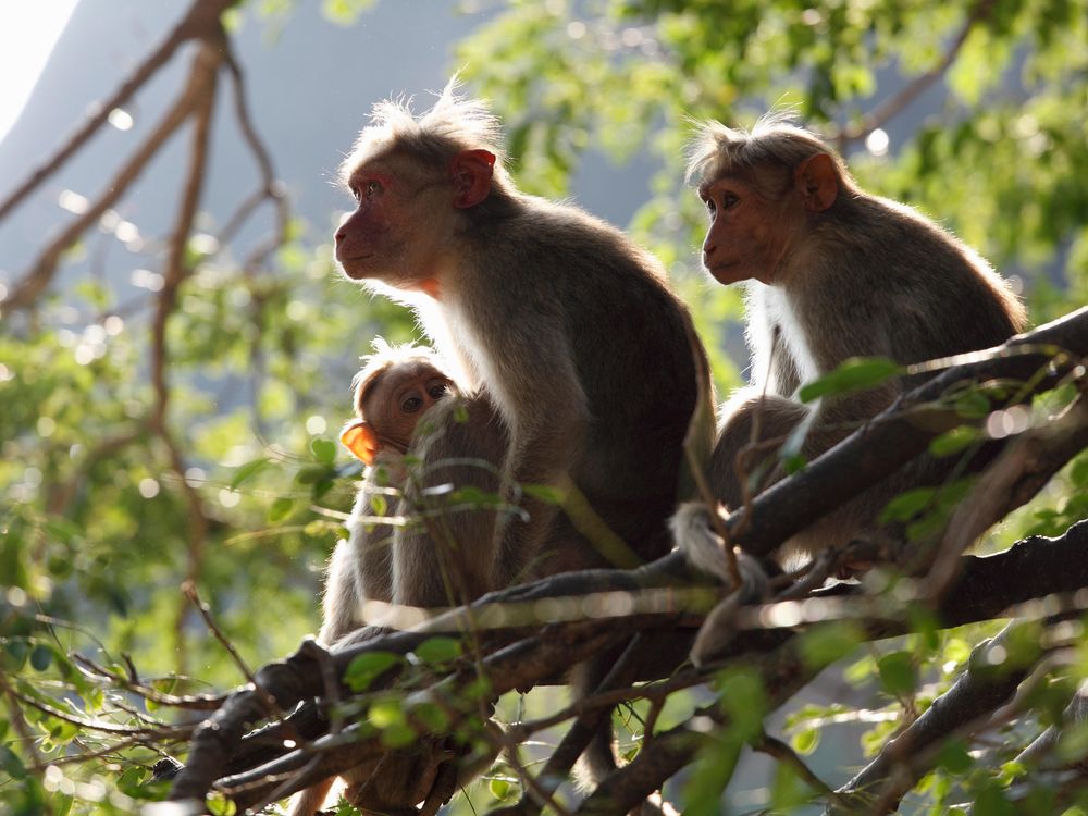 rhesus monkeys