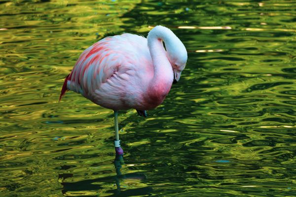 Flamingo in a lake. thumbnail
