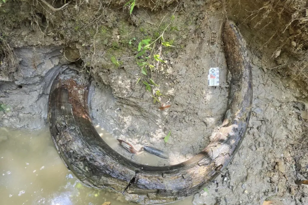 a highly curved mammoth tusk in mud and a slight bit of water