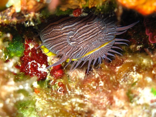 Splendid Toad fish, he was peaking from under a rock in Cozumel Mexico ...