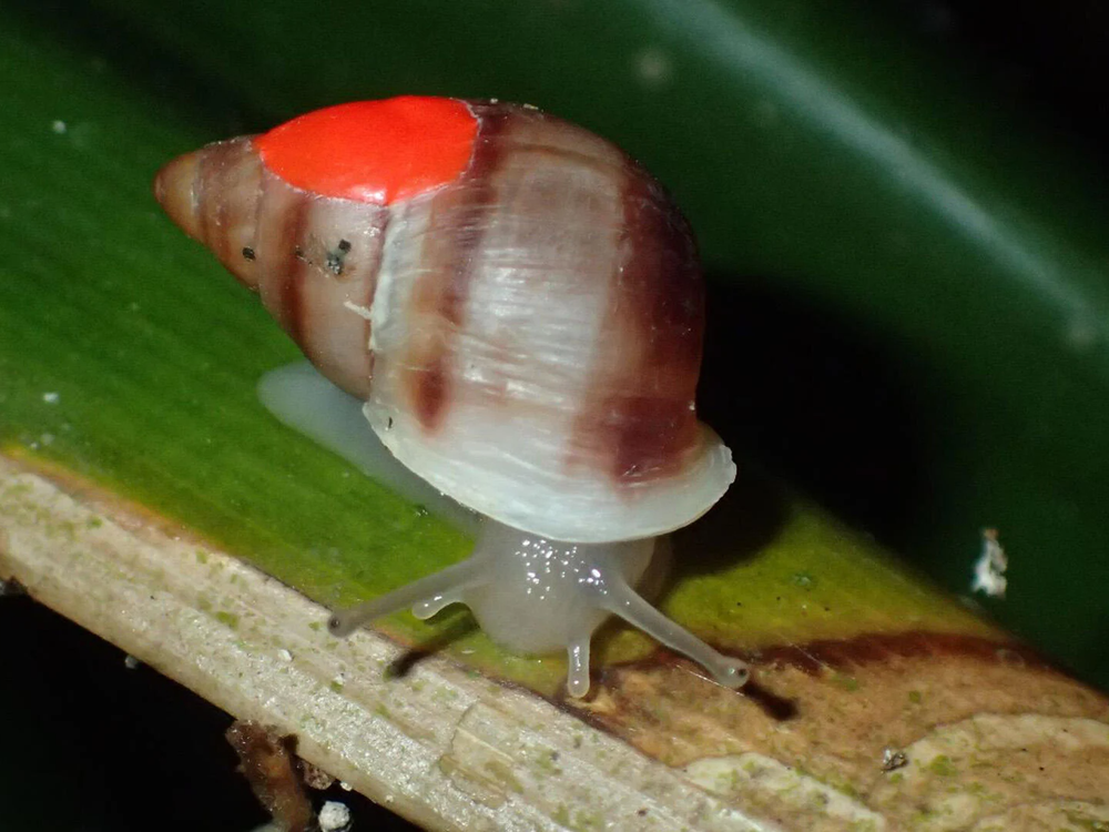 Snail with red dot on shell