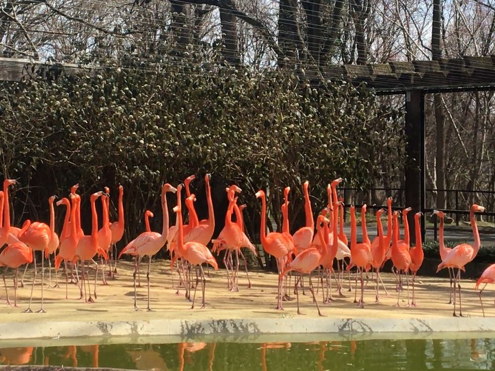 Several flamingos in an outdoor yard