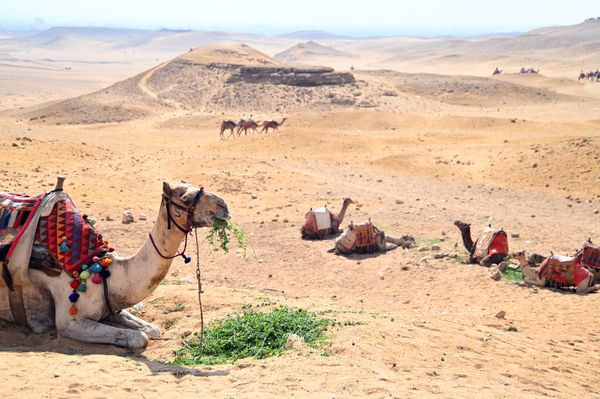 Camels at Giza thumbnail