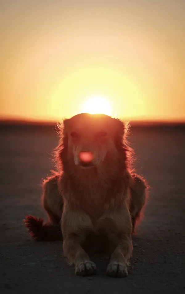 Holy Dog in the Desert thumbnail