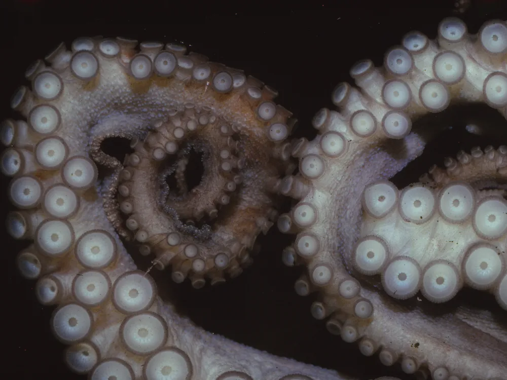 close-up of octopus tentacles, showing their suckers