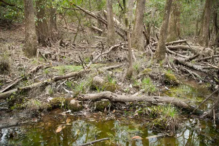 Cypress knobs in Black Creek Wilderness, Mississippi