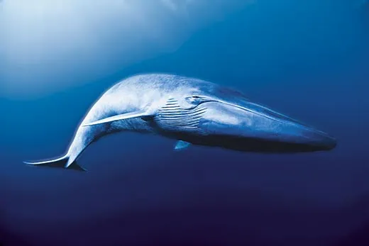 blue whales