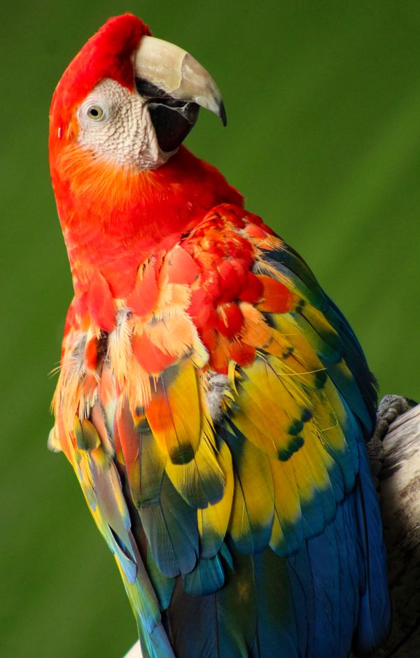 Beautiful Macaw showing true colors thumbnail