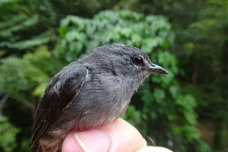The Spectacled Flowerpecker