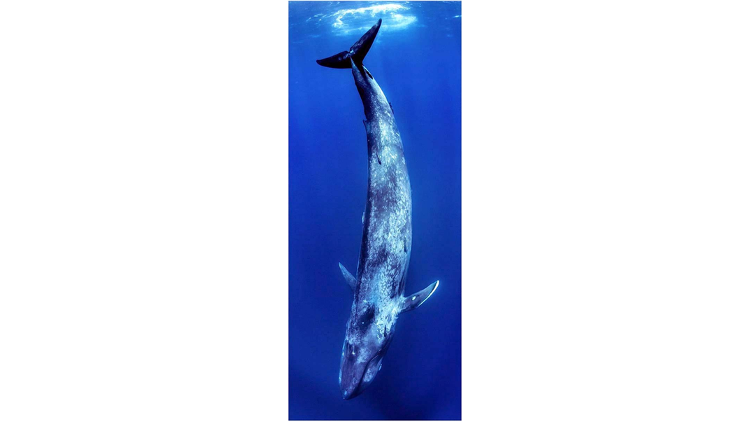 Photograph of a blue whale underwater