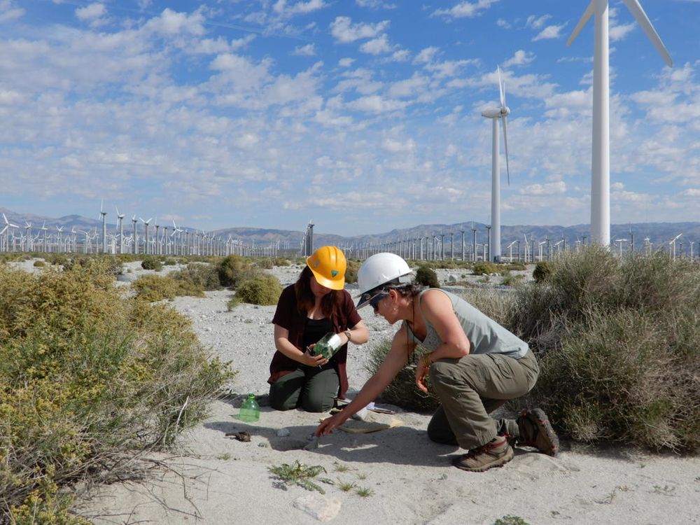 Two researchers wearing hard hats kneel next to a bird carcass found on a wind energy facility