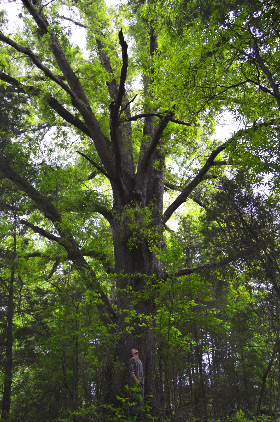 Big tree VA Smithsonian Photo Contest Smithsonian Magazine