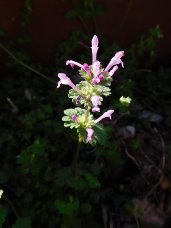 Ubiquitous Henbit thumbnail