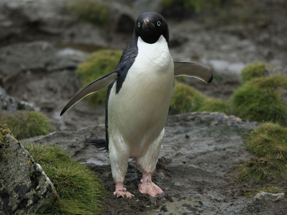 Adélie_Penguin_(5917118757).jpg