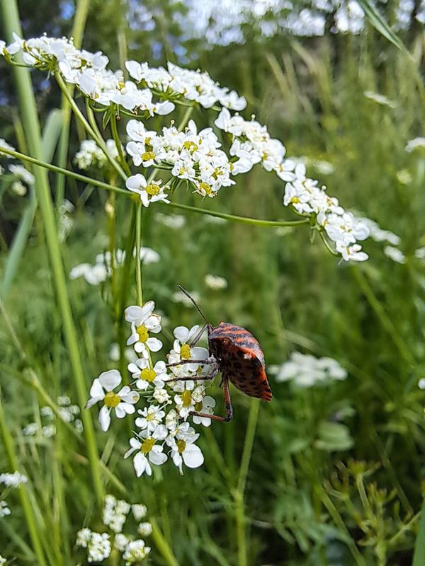 The Red Bug thumbnail