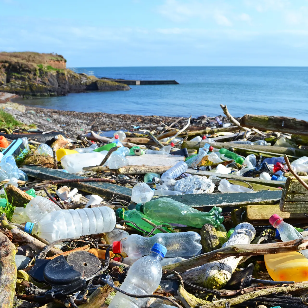 The Great Pacific Garbage Patch Hosts Life in the Open Ocean