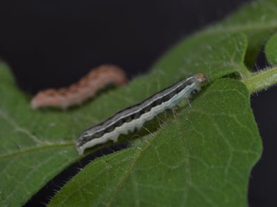 Beet armyworm caterpillars turned to eating each other when the leaves they were placed on were made to taste foul.