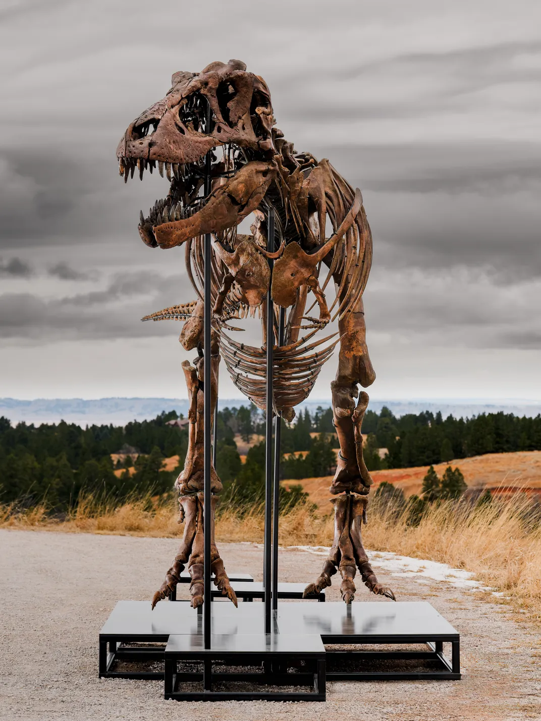 front-facing view of a t rex