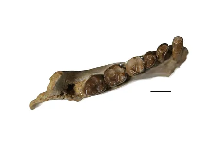 These fossilized teeth belonged to a&nbsp;Propliopithecus chirobates,&nbsp;a type of early primate that lived between 29 million and 35 million years ago.