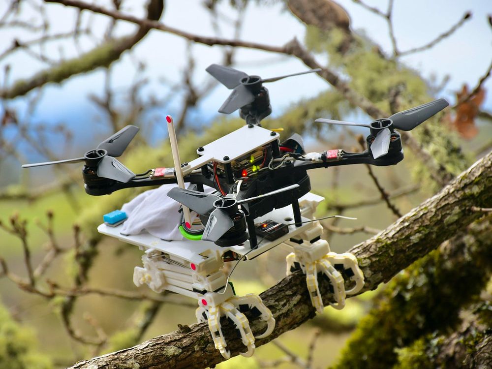 A 3-d printed robot with plastic grasping feet and four propeller blades grasps and tree branch