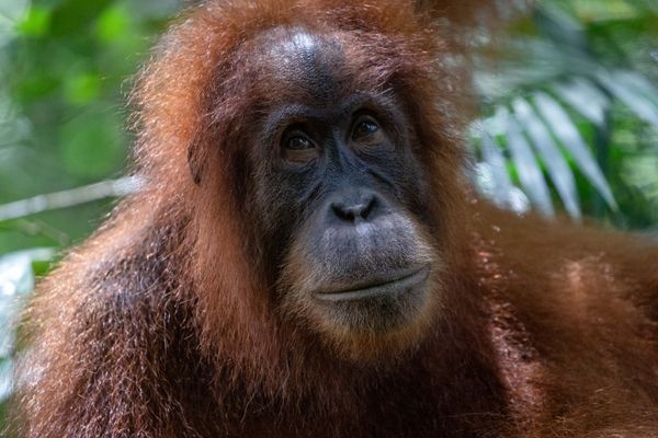 A Close-Up of the Sumatran Orangutan thumbnail