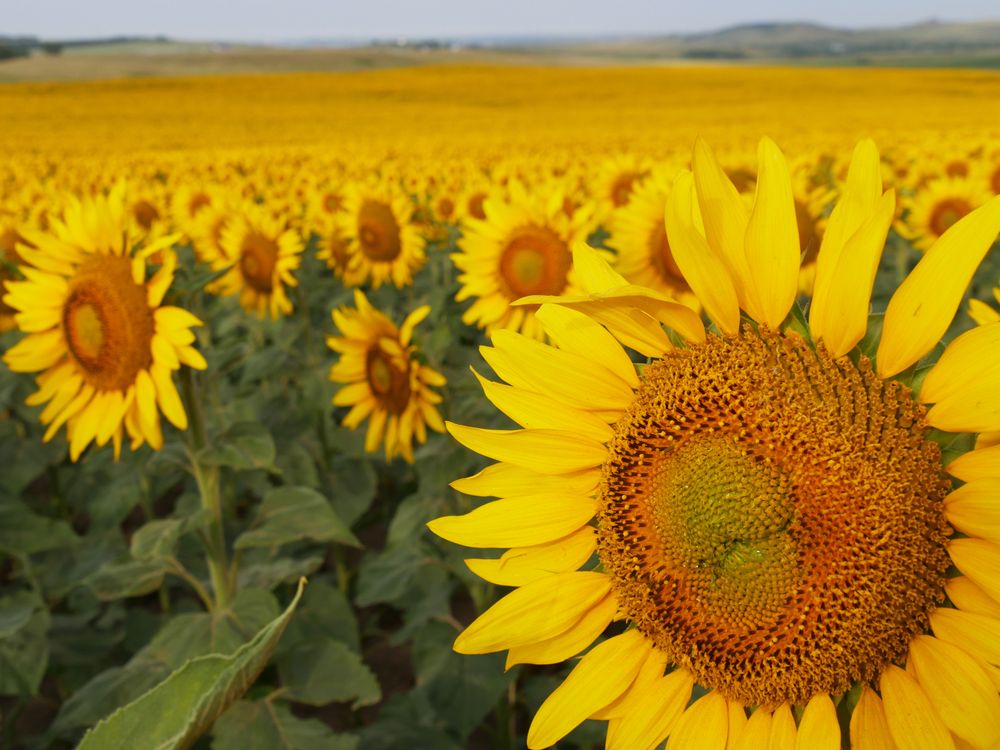 Sunflower close-up