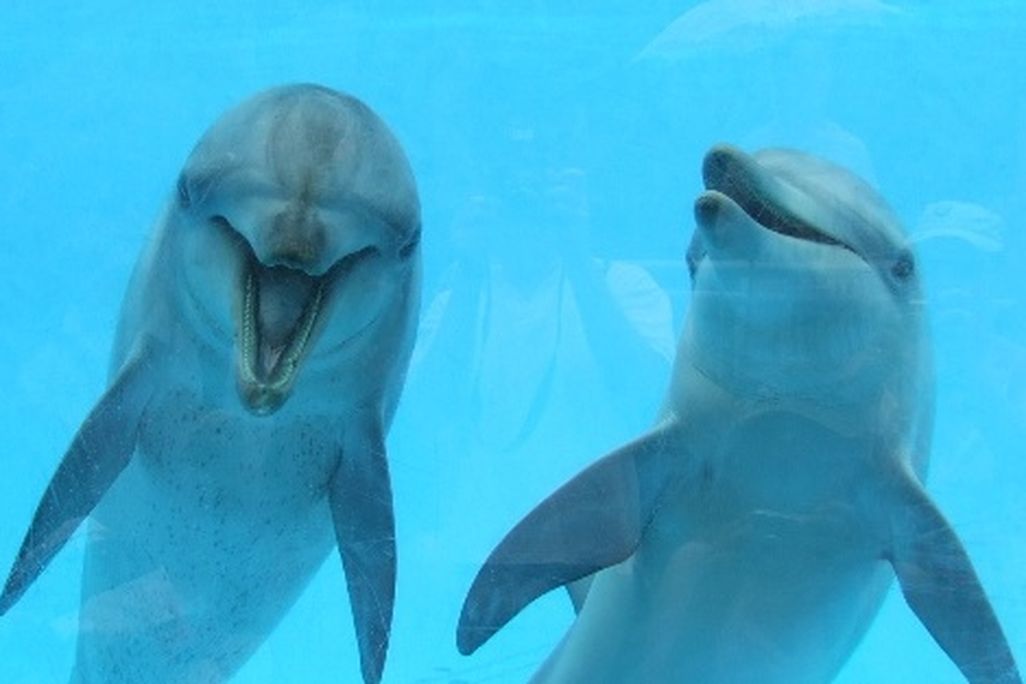 20130222011020dolphins.jpg