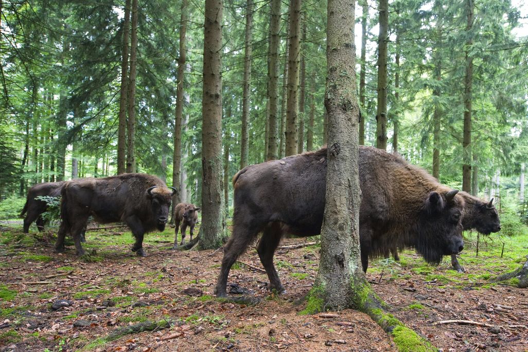 bison